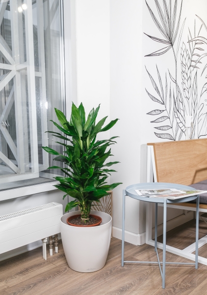 Драцена Джанет Линд бранч 27/110 см