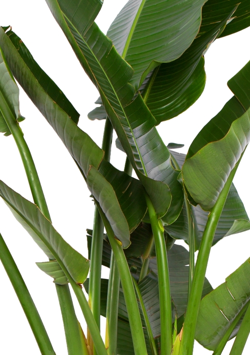 Стрелиция Николай 40/200 см