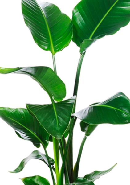 Стрелиция Николай 19/90 в QUADRO LS 28 Стрелиция Николай 19/90 в QUADRO LS 28