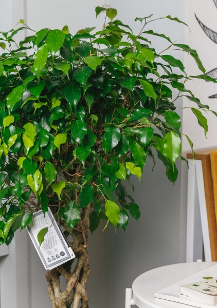 Фикус Бенджамина Экзотика цилиндр 30/130 см в LAMELA Finezja 40x40