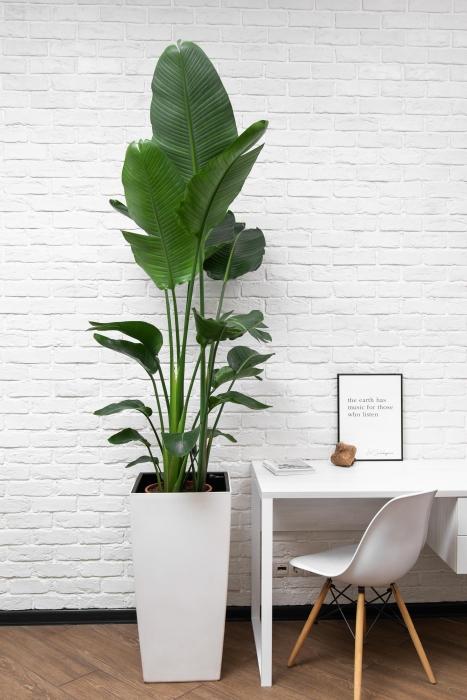 Стрелиция Николай 27/170 см