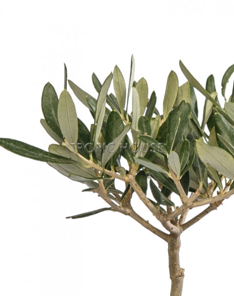 Олива в CUBE GLOSSY 14 Олива в CUBE GLOSSY 14