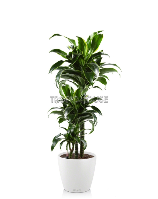 Драцена Дорадо CLASSICO 28/100 см, белый