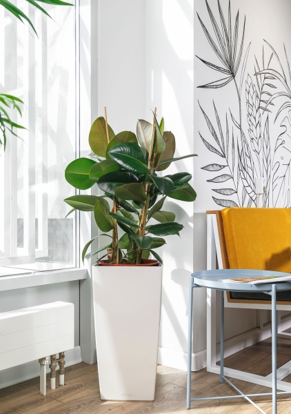 Фикус Эластика Робуста в CUBICO 30