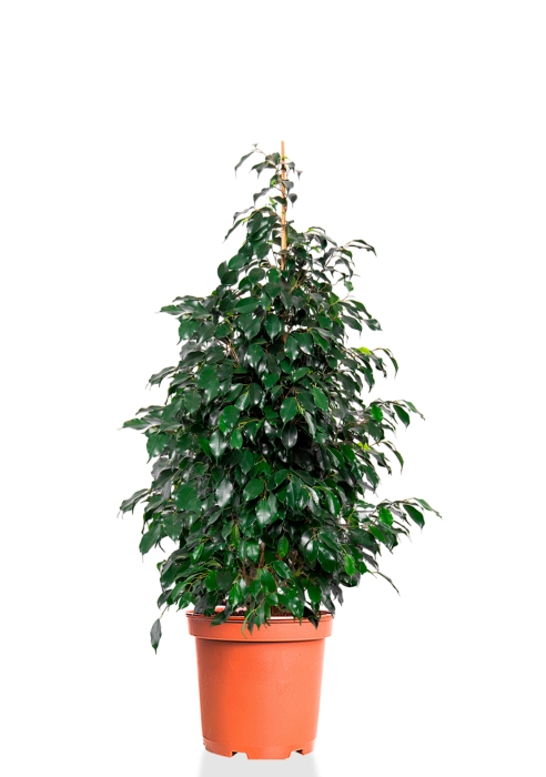 Фикус Бенджамина Даниэль пирамида 21/90 см