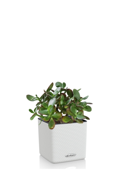 Крассула Сансет в CUBE 14, белый Крассула Сансет в CUBE 14, белый