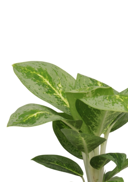 Аглаонема Лемон Минт 12/40 см в CUBE Color 16