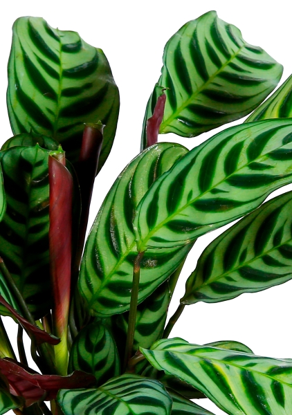 Ктенанта Бурле 12/25 см