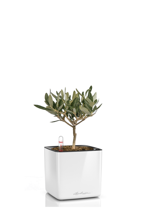 Олива CUBE GLOSSY 14/30 см Белый блестящий