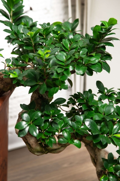 Фикус Микрокарпа Гинсенг каскад 30/70 см в CUBICO 30