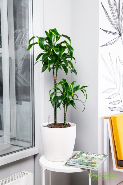 Драцена Дорадо 2 ствола 19/80 см Драцена Дорадо 2 ствола 19/80 см