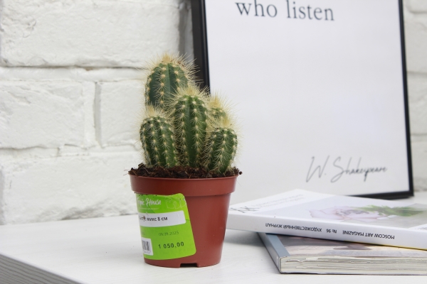 Кактус микс 8 см в CUBE GLOSSY KISS 14