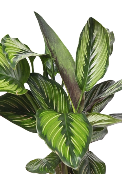 Калатея Принцепс в CUBE COLOR 14