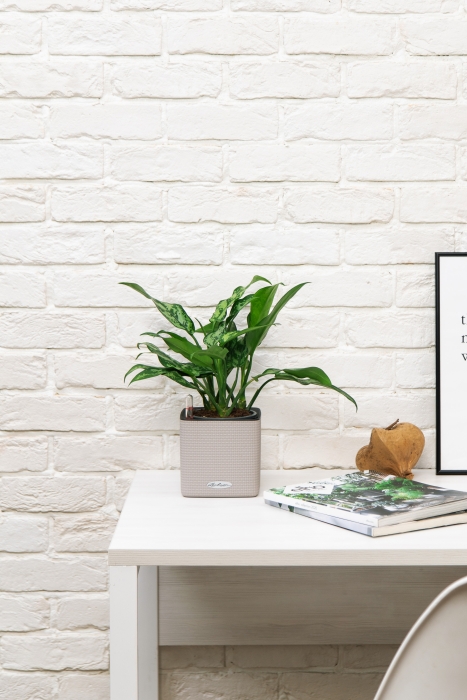 Аглаонема Мария в CUBE COLOR 14