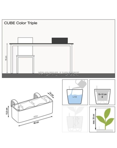 Каланхоэ в CUBE COLOR TRIPLE 14 Каланхоэ в CUBE COLOR TRIPLE 14