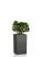 Крассула Хоббит 30/60 см в CANTO STONE HIGH 30