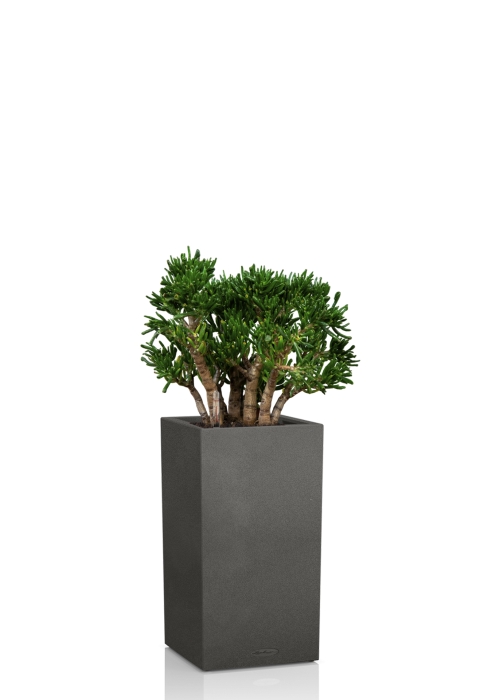 Крассула Хоббит 30/60 см в CANTO STONE HIGH 30, графитовый черный
