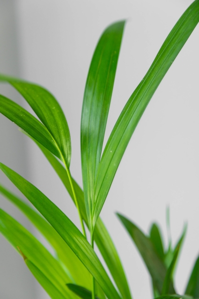 Хризалидокарпус в CUBE COLOR 14 Хризалидокарпус в CUBE COLOR 14