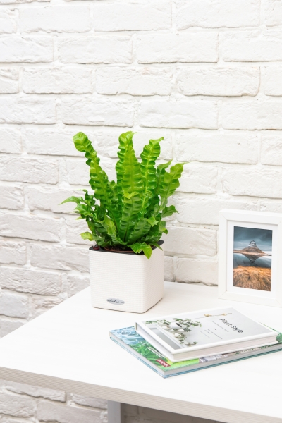 Асплениум Криспи Вейв 12/30 см