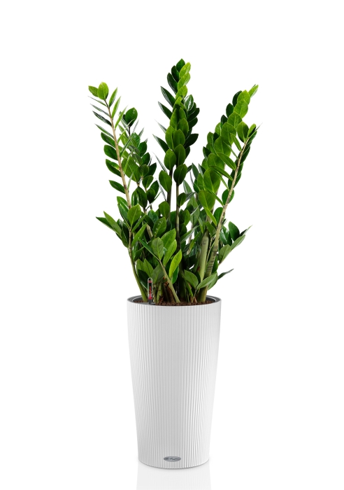 Замиокулькас 17/70 в CILINDRO 23, белый