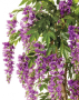 Вистерия лиана сиреневая