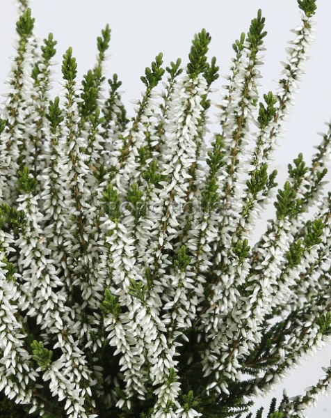 Вереск (Эрика) в CUBETO COLOR 30