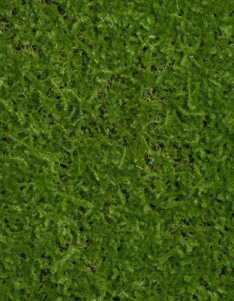 Мох Сфагнум полотно