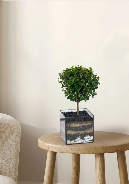 Флорариум с Мирсиной 25 см в кубе