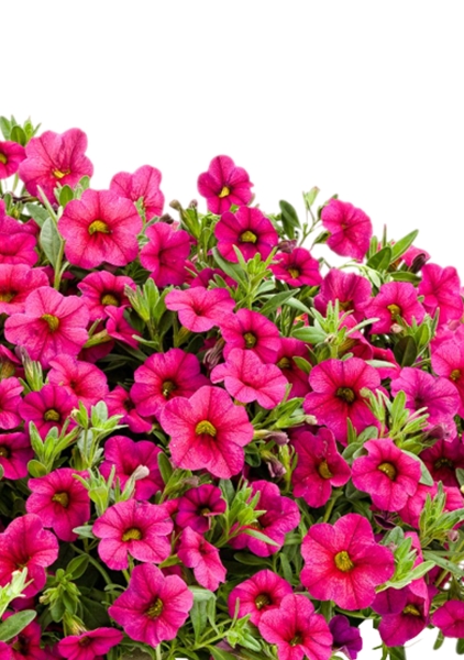 Петуния Розовая в NIDO Cottage 27 Петуния Розовая в NIDO Cottage 27