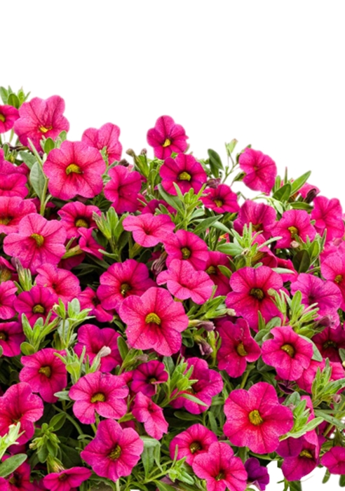 Петуния Розовая в NIDO Cottage 27