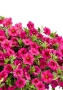 Петуния Розовая в NIDO Cottage 27