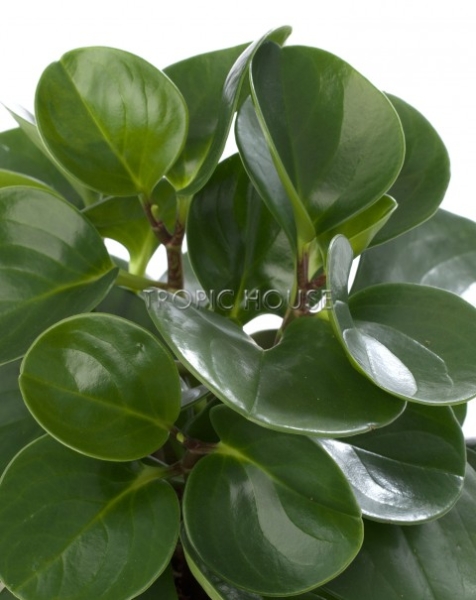 Набор "Пеперомия" в CUBE 14 Набор "Пеперомия" в CUBE 14