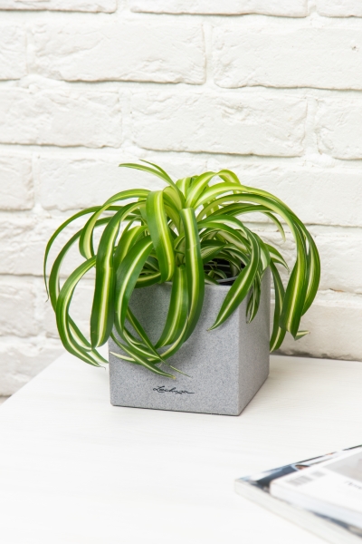 Хлорофитум Бонни 12/25 см в CANTO STONE 14