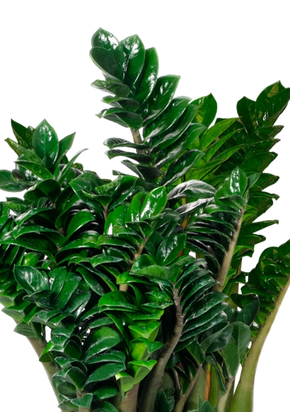 Замиокулькас Зензи 21/60 см