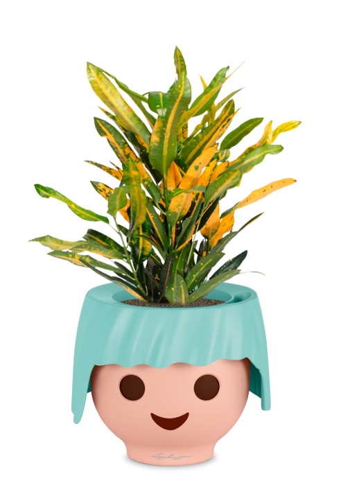 Кротон Санни в OJO, голубой