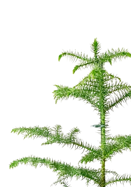 Араукария Араукана 19/25 см в CLASSICO COLOR 28