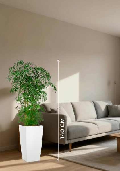 Полисциас Фрутикоза 27/140 см в CUBICO COLOR 30