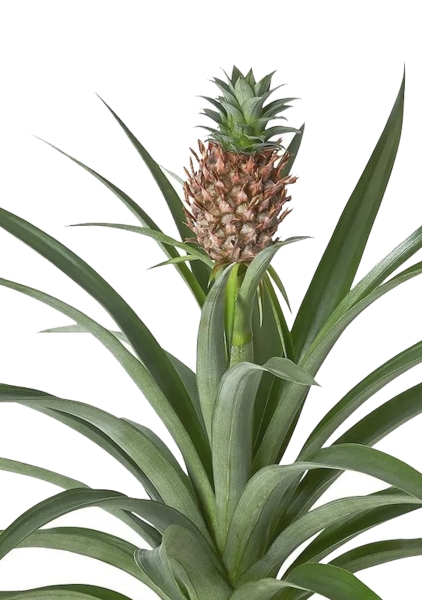 Ананас Чампака в CLASSICO LS 21