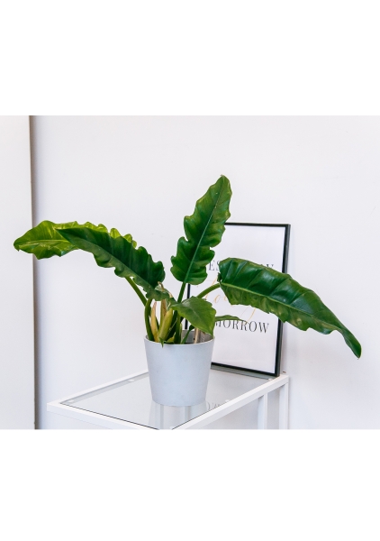 Филодендрон Нарроу 14/50 см