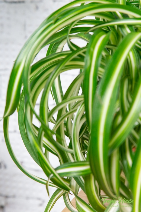 Хлорофитум Бонни в BALCONERA COLOR 50