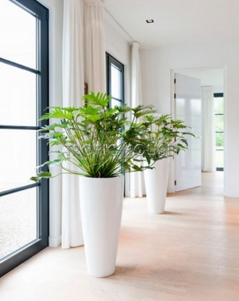 Филодендрон Ксанаду 27/70 см Филодендрон Ксанаду 27/70 см