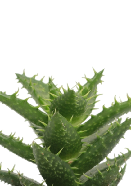 Алоэ Хавортия микс 5 см в CANTO STONE 14