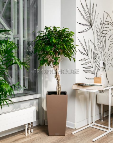 Фикус Экзотика переплетенный в CUBICO COLOR 30 Фикус Экзотика переплетенный в CUBICO COLOR 30