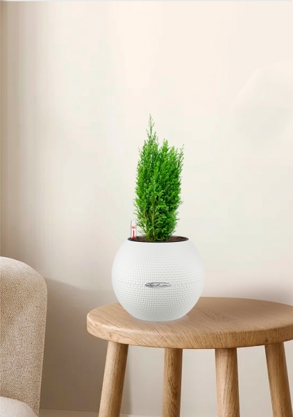 Кипарисовик микс 9 см в PURO 20