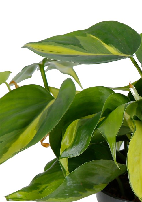 Филодендрон Бразил 12/20 см в Cube Color 14