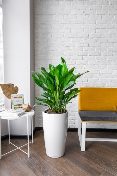 Аглаонема Страйп в RONDO 32