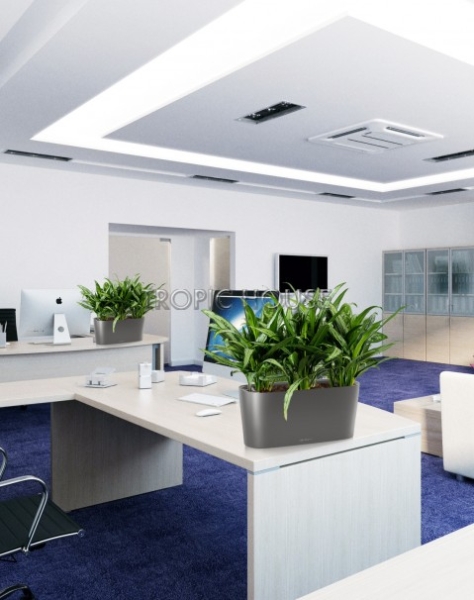 Аглаонема Кутлас в DELTA 20