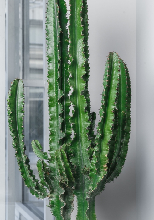 Кактус Эуфорбия Ингенс в RONDO 40