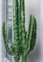 Кактус Эуфорбия Ингенс в RONDO 40