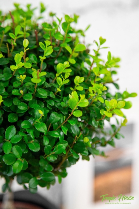 Мирсина CUBE COLOR 14